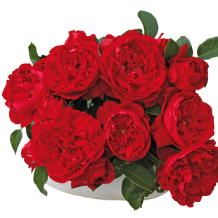 天狼月季弗洛伦蒂娜庭院可藤可灌红色大花观赏性花卉盆栽新手推荐