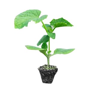 旱黄瓜苗东北老秋黄瓜秧苗蔬菜籽种四季高产水果小黄瓜阳台盆栽