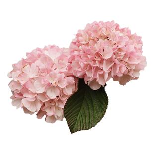 粉色木绣球荚蒾玫瑰达人玛丽粉精灵中华庭院地栽木本花卉灌木花苗