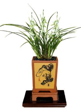 翁源兰花建兰金边铁骨锦旗带花香
