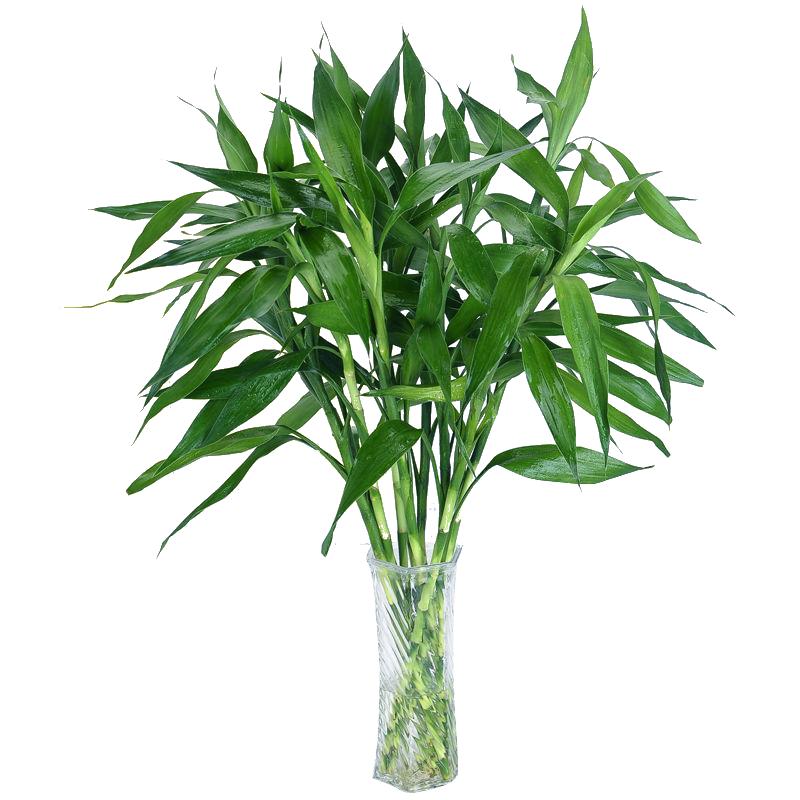 1.5米大粗竹富贵竹水培植物大