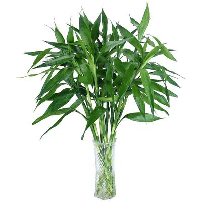 1.5米大粗竹富贵竹水培植物大叶竹转运竹盆栽植物室内绿植花卉养