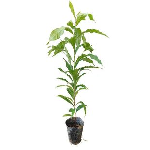 鸡蛋黄果树苗嫁接苗耀堂仙桃果树苗蛋黄果水果树苗盆地栽当年结果