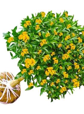 【带花苞发货】四季桂花树苗盆栽