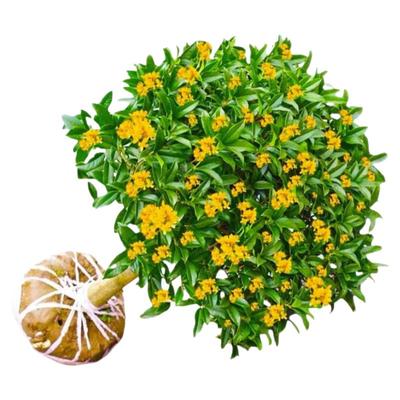 【带花苞发货】四季桂花树苗盆栽