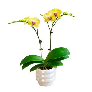 金色池塘欧品蝴蝶兰盆栽带花礼品