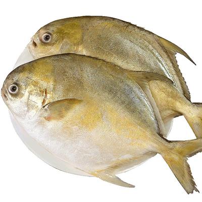 顺丰不打烊特大金鲳鱼4条出口级
