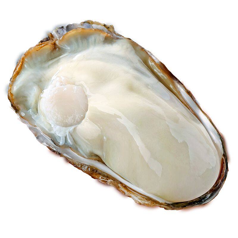 蚝丫丫乳山生蚝鲜活海牡蛎子扇贝