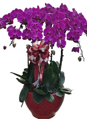 绿植蝴蝶兰盆栽送花到家济南同城