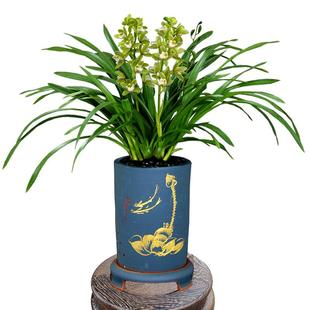 翁源兰花香水香兰大花蕙兰带花浓香型除甲醛好养室内绿植花卉盆栽