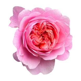 福爱月季花大苗盆栽奥斯汀系列阳台庭院耐半阴株型矮小紧凑四季开