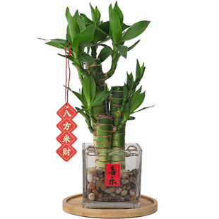 节节高富贵竹子水培植物客厅招财文昌盆栽懒人四季好养活净化空气