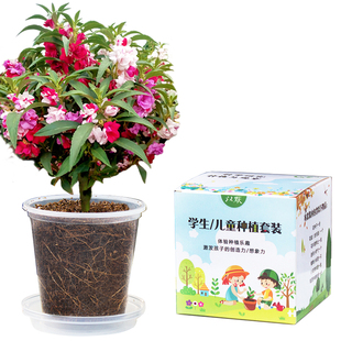 凤仙花种子小学生科学实验种植套装儿童小盆栽四年级植物花生水果