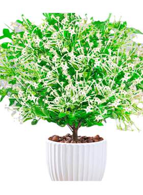 夜来香树苗盆栽驱蚊植物四季开花