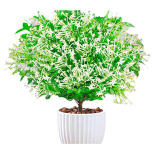 夜来香花树苗盆栽九里香花卉室内阳台驱蚊绿植物鲜花四季开花好养