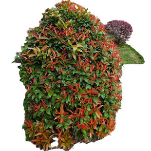 红车木树苗园林绿化盆栽红鳞蒲桃绿植盆景庭院植物好养活四季常青