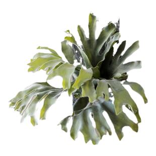 掬涵北欧风绿色仿真植物装饰画大型鹿角蕨草热带绿植壁挂造景挂画