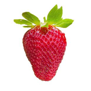 奶油草莓种籽子水果蔬菜种孑四季白草莓种子红颜章姬盆栽阳台植物