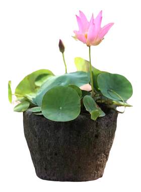 塔莎的花园湖北碗莲四季盆栽植物