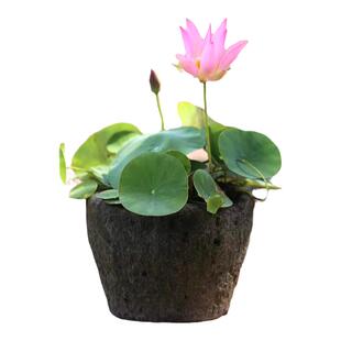 塔莎的花园碗莲水培植物四季观赏莲花微小型苗迷你室内阳台泥土肥