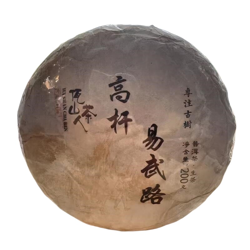 挑采高杆古树茶2021年易武普洱茶