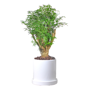 老桩羽叶福禄桐室内客厅桌面净化空气好养名贵招财树观叶网红绿植