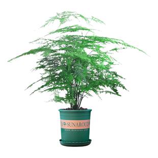 大盆文竹盆栽耐阴好养造型优美办公室桌面摆放常年翠绿观赏大绿植
