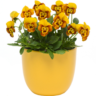 虹越萌吖吖角堇种子三色堇蓝韵白皱边礼服德古拉耐寒草花期长秋播