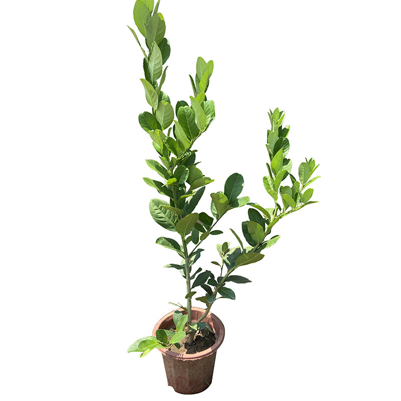 庭院庭院盆栽香水四季种植果树苗