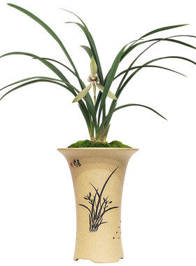 绿植绿植赤兔好养盆栽兰花苗