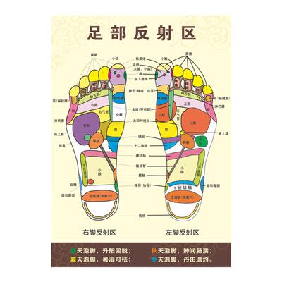 足部反射区图人体足底按摩穴位图