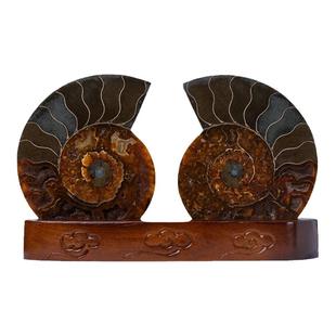 天然玉化古生物海螺化石标本菊石羊角螺摆件斑彩螺矿标儿童科普