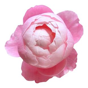 海蒂的花园 羽毛大花灌木月季耐热勤花阳台庭院花卉植物盆栽苗