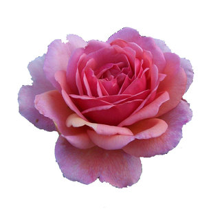 浩田花苑 欧月 灌木 Ps A of Kt 肯特公主 月季 浓香大花抗病