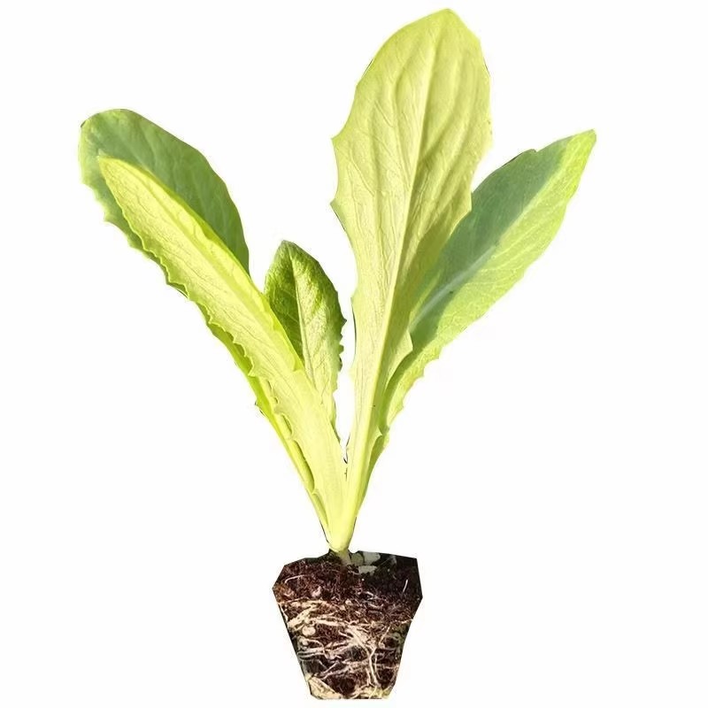 耐寒莴笋秧苗莴苣苗蔬菜苗芹菜甘蓝花菜大白菜西兰花庭院秋冬种植