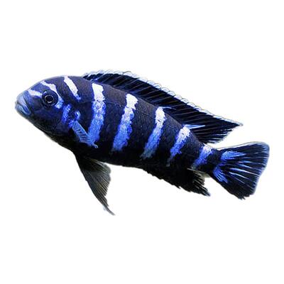 观赏鱼三湖慈鲷淡水热带鱼好养