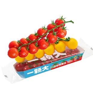 【一颗大】串番茄串收樱桃小西红柿新鲜自然熟车厘串小番茄198g
