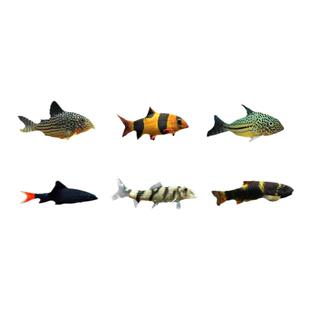 珍珠鼠鱼金苔鼠鱼底栖热带鱼观赏工具鱼老鼠鱼除藻清洁鱼清道夫鱼