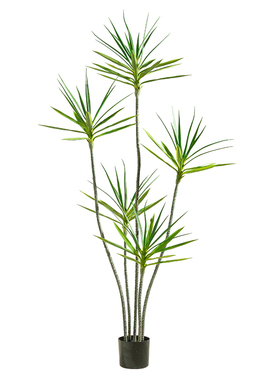 室内办公室落地装饰绿植千年木