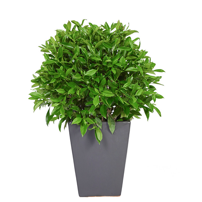 梦邦非洲茉莉盆栽植物大型室内办公室客厅净易养植物绿植同城配送