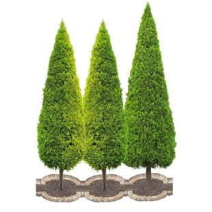 塔柏树苗柏树树苗侧柏树苗扁柏苗圆柏松龙柏树苗室外地栽四季常青