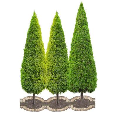 塔柏树苗柏树树苗塔柏侧柏扁柏