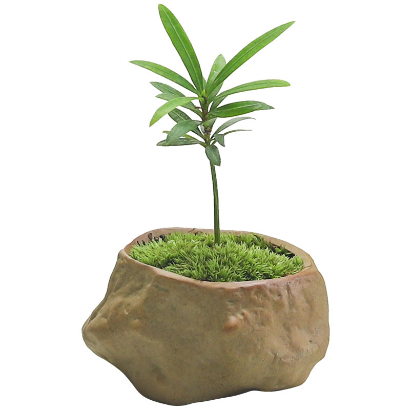 罗汉松盆栽客厅室内四季常青植物办公桌面好养小绿植花卉盆景窗台