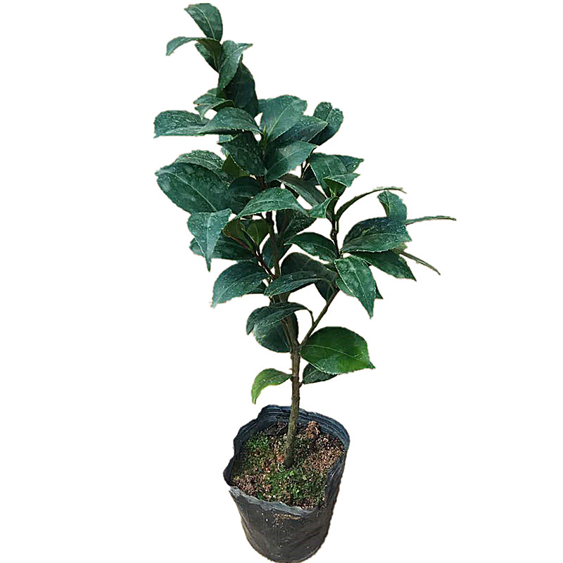 花牡丹茶花冬季阳台庭院长势旺盛
