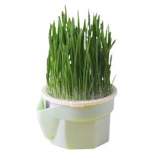 懒人猫草水培盆杯盒种植排毛球化毛草自种新鲜麦种猫咪零食盆栽幼