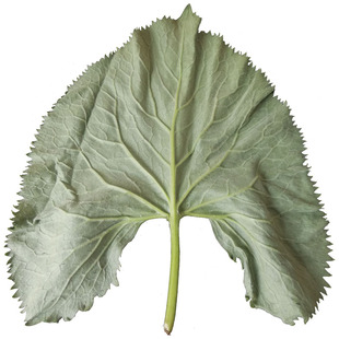 长白山野菜马蹄叶新鲜冷冻大叶子菜包饭包烤肉1斤满2份或2种包邮