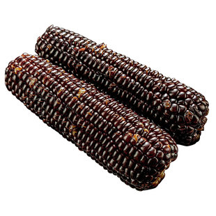 黑玉米2025年新鲜糯玉米真空装包装袋黏粘甜玉米碴子粗粮年货批发