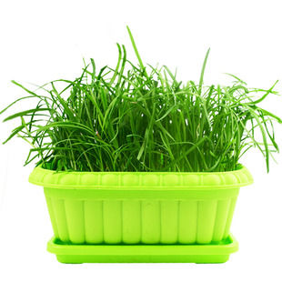 现挖红根韭菜根苗四季种子紫根种籽子阳台苗盆栽秋季籽种小叶宽叶