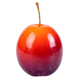 欧李果苗钙果苗鲜果中华钙果当年开花结果补钙盆栽地栽种子果树苗