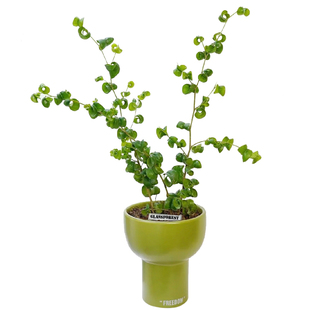 卷福水培绿植卷叶榕树福气好运奇趣可爱植物好养室内桌面招财盆栽